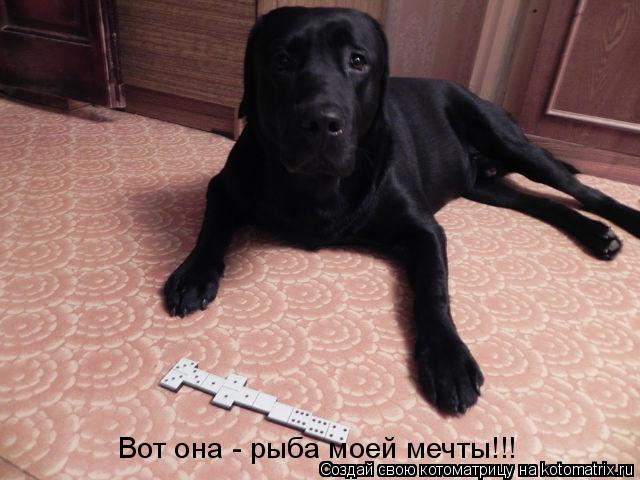 Вот она - рыба моей мечты!!!... Котоматрица: Вот она - рыба моей мечты!!!