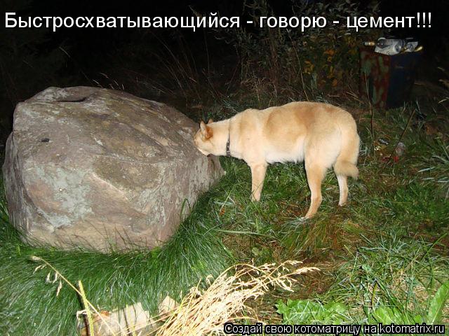 Быстросхватывающийся - говорю - цемент!!!... Котоматрица: Быстросхватывающийся - говорю - цемент!!!