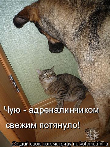 Чую - адреналинчиком свежим потянуло!... Котоматрица: Чую - адреналинчиком свежим потянуло!