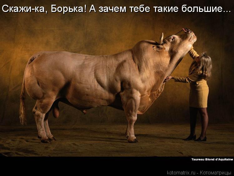 Скажи-ка, Борька! А зачем тебе такие большие...... Котоматрица: Скажи-ка, Борька! А зачем тебе такие большие...