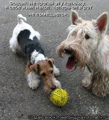 Фоксик, не трогай эту колючку, я себе язык накол, теперь он в рот не помещается.... Котоматрица: Фоксик, не трогай эту колючку, я себе язык накол, теперь он в рот не помещается.