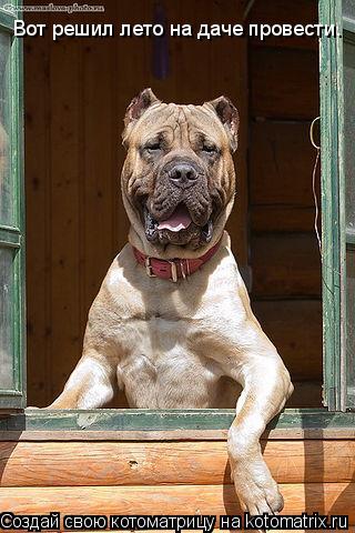 Вот решил лето на даче провести.... Котоматрица: Вот решил лето на даче провести.