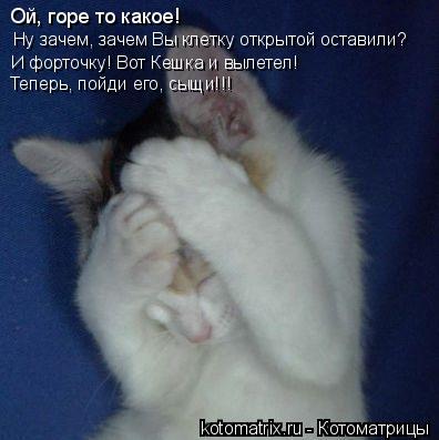Ой, горе то какое! Ну зачем, зачем Вы клетку открытой оставили? И форточку! Вот Кешка и вылетел! Тепе... Котоматрица: Ой, горе то какое! Ну зачем, зачем Вы клетку открытой оставили? И форточку! Вот Кешка и вылетел! Теперь, пойди его, сыщи!!!