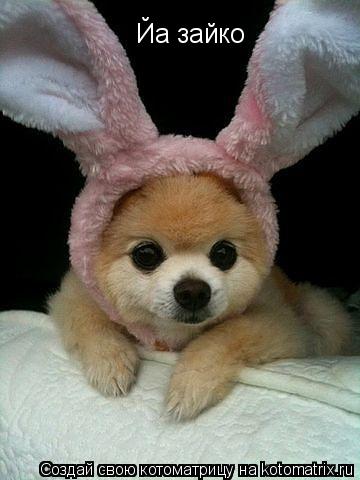 Котоматрица: Йа зайко