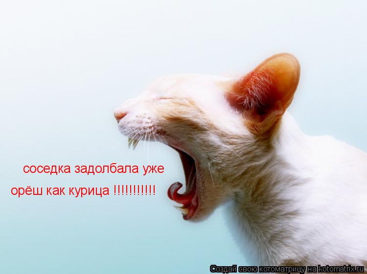 Котоматрица: соседка задолбала уже орёш как курица !!!!!!!!!!!