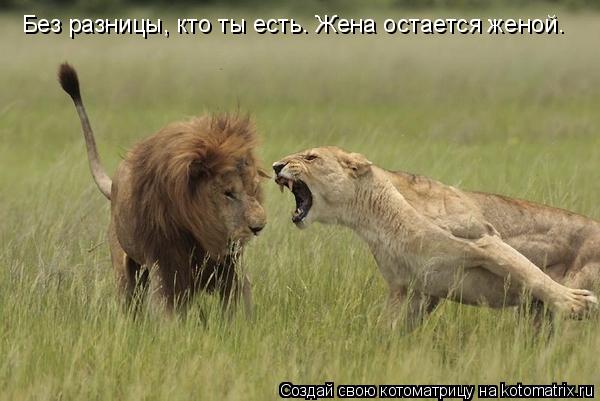 Котоматрица: Без разницы, кто ты есть. Жена остается женой.
