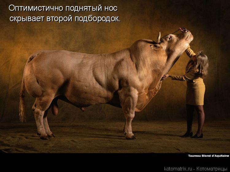 Котоматрица: скрывает второй подбородок. Оптимистично поднятый нос