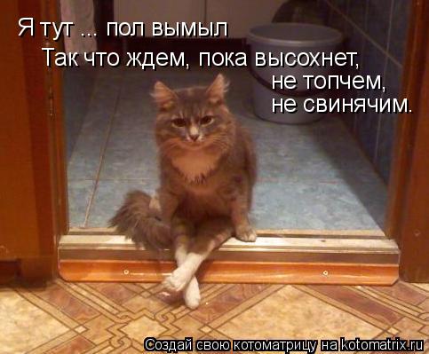 Котоматрица: Я тут ... пол вымыл Так что ждем, пока высохнет, не топчем, не свинячим.