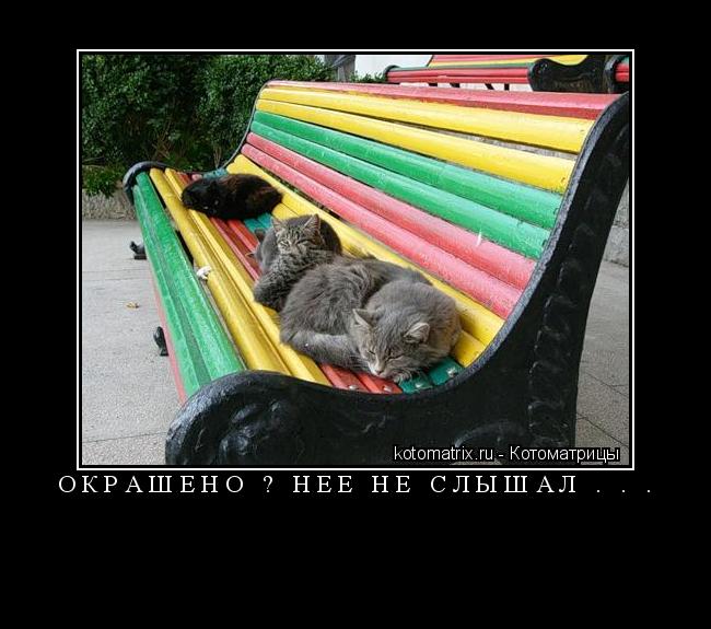 Котоматрица: Окрашено ? Нее не слышал . . .  