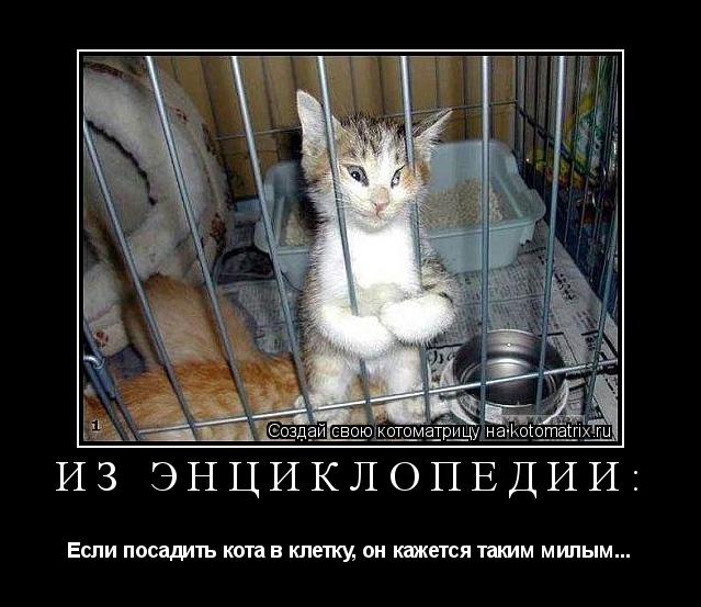 Из энциклопедии: Если посадить кота в клетку, он кажется таким милым...... Котоматрица: Из энциклопедии: Если посадить кота в клетку, он кажется таким милым...