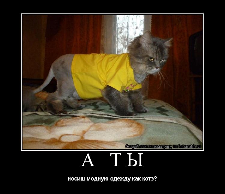 Котоматрица: А ТЫ носиш модную одежду как котэ?