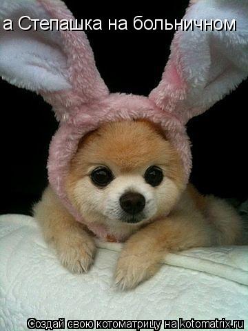 Котоматрица: а Степашка на больничном