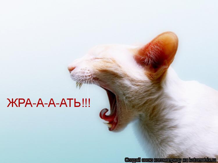 Котоматрица: ЖРА-А-А-АТЬ!!!