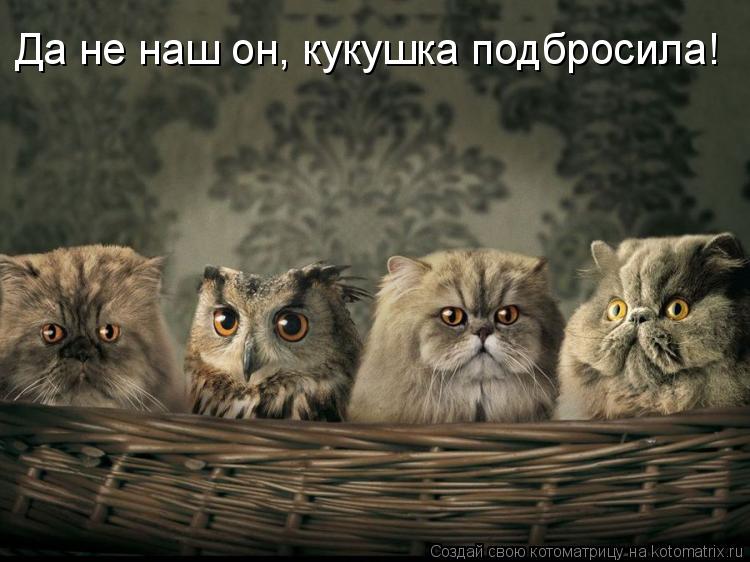 Котоматрица: Да не наш он, кукушка подбросила!