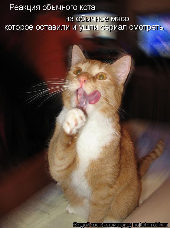 Котоматрица: на обычное мясо  которое оставили и ушли сериал смотреть. Реакция обычного кота