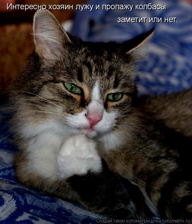 Котоматрица: Интересно хозяин лужу и пропажу колбасы заметит или нет.