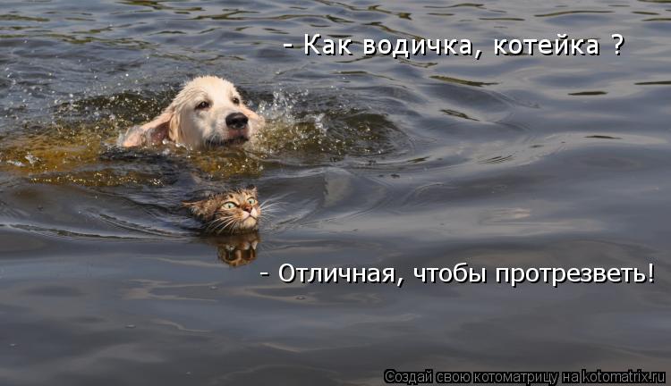 Котоматрица: - Как водичка, котейка ? - Отличная, чтобы протрезветь!