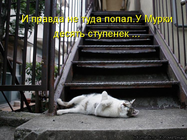 Котоматрица: И правда не туда попал.У Мурки  десять ступенек ...