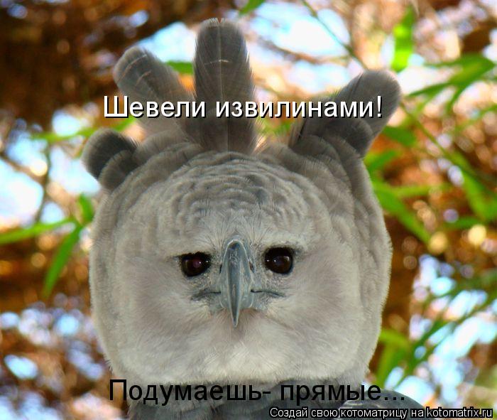 Котоматрица: Шевели извилинами! Подумаешь- прямые...