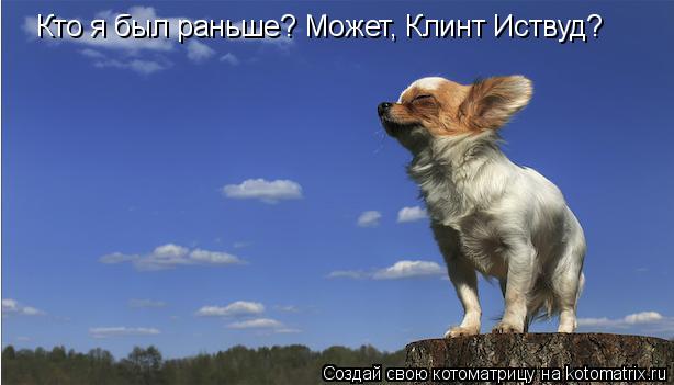 Котоматрица: Кто я был раньше? Может, Клинт Иствуд?