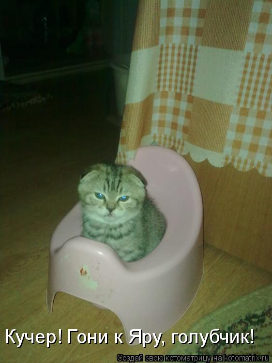 Котоматрица: Кучер! Гони к Яру, голубчик!