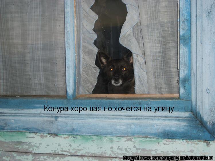 Котоматрица: Конура хорошая но хочется на улицу...