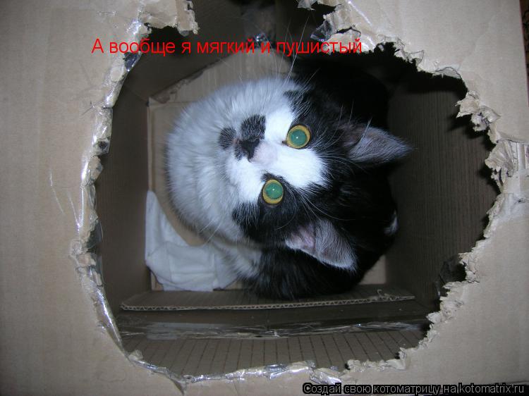 Котоматрица: А вообще я мягкий и пушистый