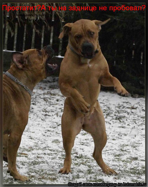 Котоматрица: Простатит?А ты на заднице не пробовал? Простатит?А ты на заднице не пробовал?