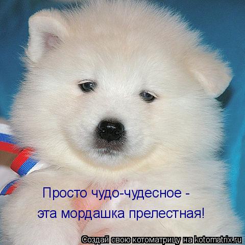 Котоматрица: Просто чудо-чудесное - эта мордашка прелестная!