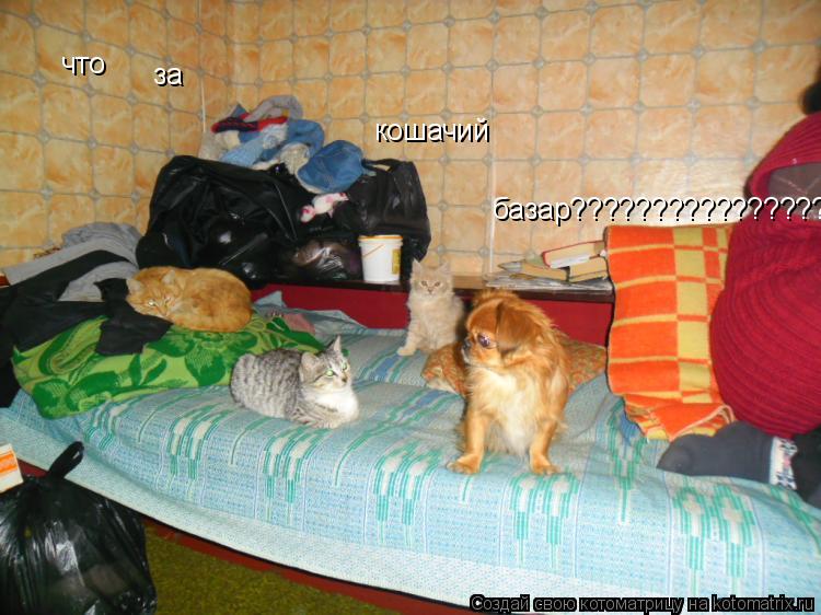 что за кошачий базар???????????????????... Котоматрица: что за кошачий базар???????????????????