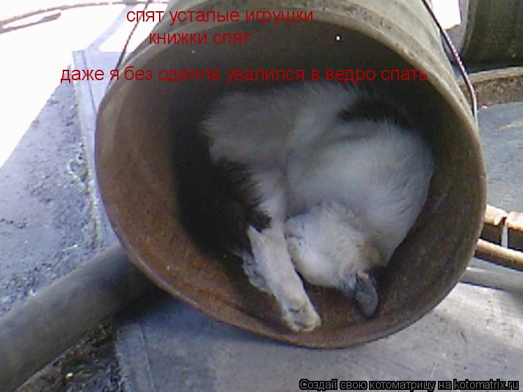 Котоматрица: спят усталые игрушки книжки спят даже я без одеяла увалился в ведро спать