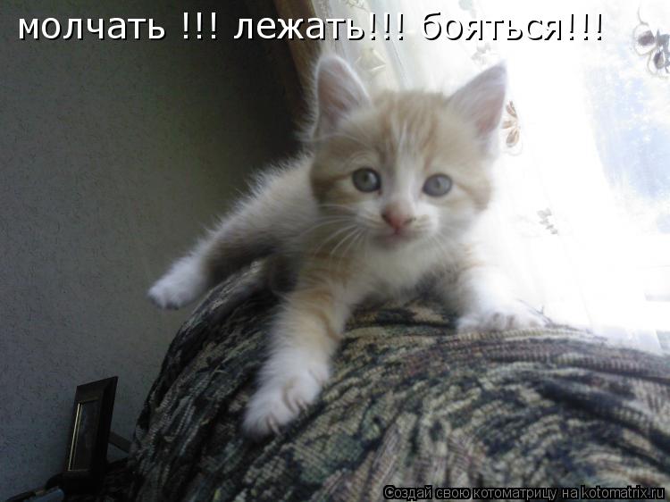 Котоматрица: молчать !!! лежать!!! бояться!!!