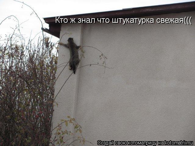 Котоматрица: Кто ж знал что штукатурка свежая(((