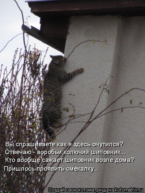Котоматрица: Вы спрашиваете как я здесь очутился? Отвечаю - воробьи,колючий шиповник... Кто вообще сажает шиповник возле дома? Пришлось проявить смекалку