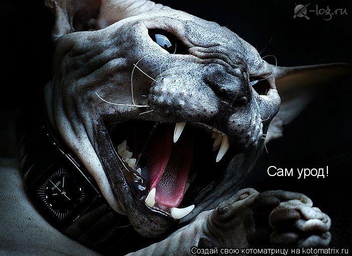 Котоматрица: Сам урод!