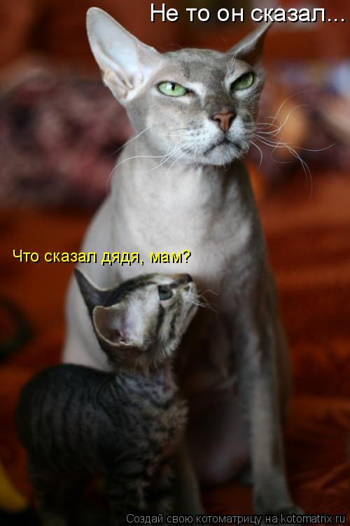 Не то он сказал... Что сказал дядя, мам?... Котоматрица: Не то он сказал... Что сказал дядя, мам?