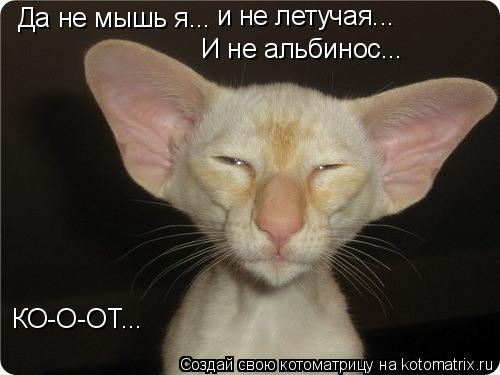 Да не мышь я... И не альбинос... и не летучая... КО-О-ОТ...... Котоматрица: Да не мышь я... И не альбинос... и не летучая... КО-О-ОТ...