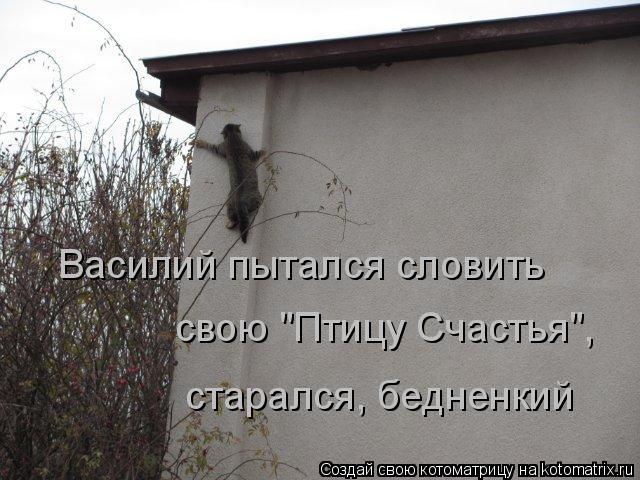 Василий пытался словить свою "Птицу Счастья", старался, бедненкий... Котоматрица: Василий пытался словить свою "Птицу Счастья", старался, бедненкий