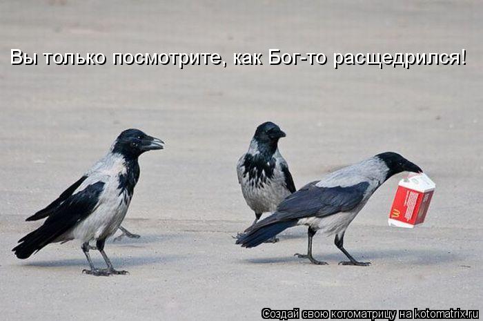 Вы только посмотрите, как Бог-то расщедрился!... Котоматрица: Вы только посмотрите, как Бог-то расщедрился!