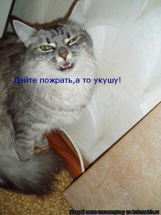 Дайте пожрать,а то укушу!... Котоматрица: Дайте пожрать,а то укушу!