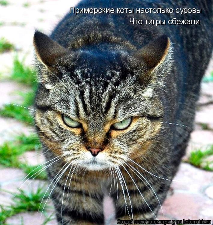 Приморские коты настолько суровы Что тигры сбежали... Котоматрица: Приморские коты настолько суровы Что тигры сбежали