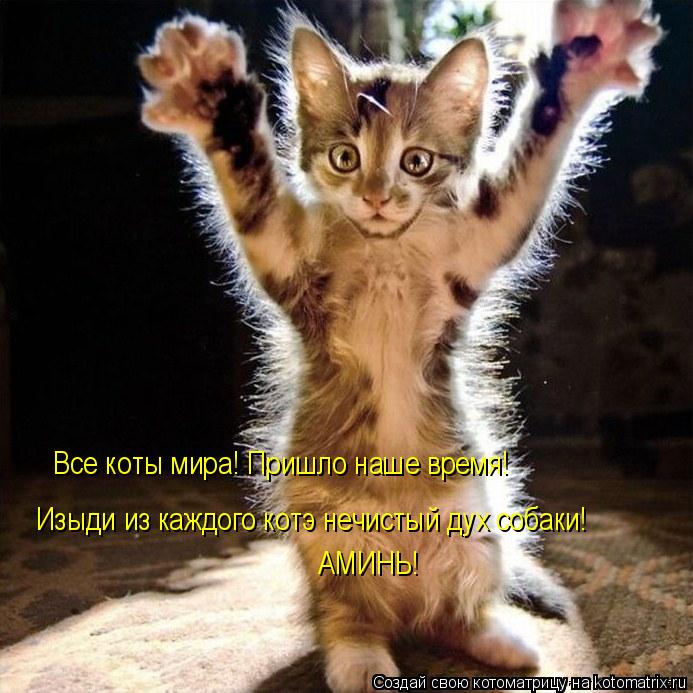 Все коты мира! Пришло наше время! Изыди из каждого котэ нечистый дух собаки! АМИНЬ!... Котоматрица: Все коты мира! Пришло наше время! Изыди из каждого котэ нечистый дух собаки! АМИНЬ!