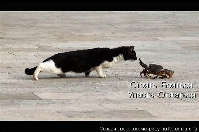 Стоять. Бояться. Упасть. Отжаться.... Котоматрица: Стоять. Бояться. Упасть. Отжаться.