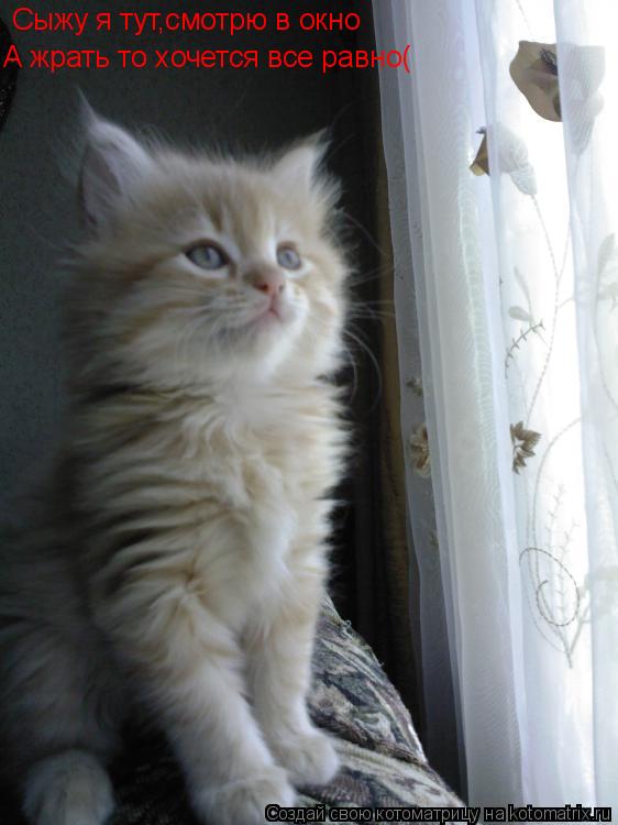 Сыжу я тут,смотрю в окно А жрать то хочется все равно(... Котоматрица: Сыжу я тут,смотрю в окно А жрать то хочется все равно(