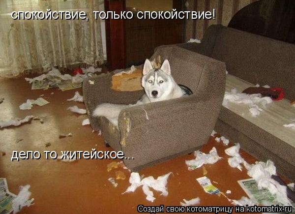 спокойствие, только спокойствие! дело то житейское...... Котоматрица: спокойствие, только спокойствие! дело то житейское...