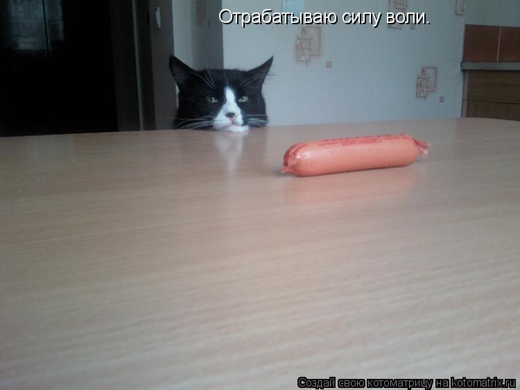 Отрабатываю силу воли.... Котоматрица: Отрабатываю силу воли.