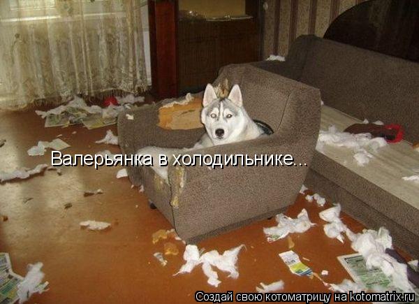 Валерьянка в холодильнике...... Котоматрица: Валерьянка в холодильнике...