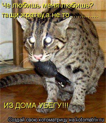 Че любишь меня любишь? тащи жратву,а не то.............. ИЗ ДОМА УБЕГУ!!!... Котоматрица: Че любишь меня любишь? тащи жратву,а не то.............. ИЗ ДОМА УБЕГУ!!!