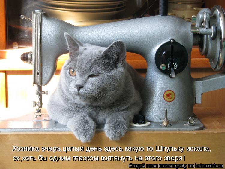 Хозяйка вчера,целый день здесь какую то Шпульку искала, эх,хоть бы одним глазком взглянуть на этого з... Котоматрица: Хозяйка вчера,целый день здесь какую то Шпульку искала, эх,хоть бы одним глазком взглянуть на этого зверя!