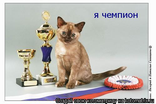 я чемпион... Котоматрица: я чемпион